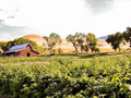 The vineyards at Mt naomi